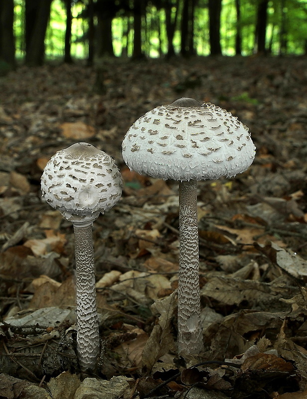 bedľa vysoká Macrolepiota procera (Scop.) Singer