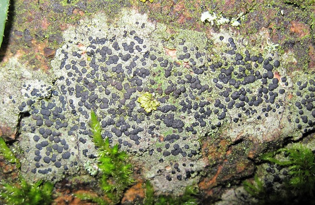 kôrovnica obyčajná Micarea lignaria var. lignaria (Ach.) Hedl.