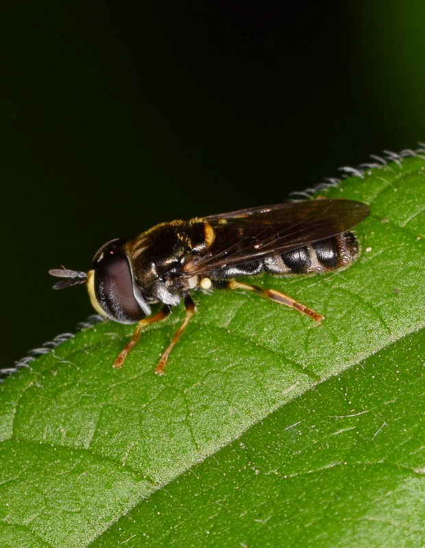 pestrica Paragus pecchiolii Róndani, 1857