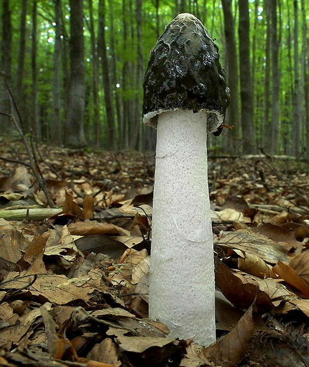 hadovka smradľavá Phallus impudicus L.