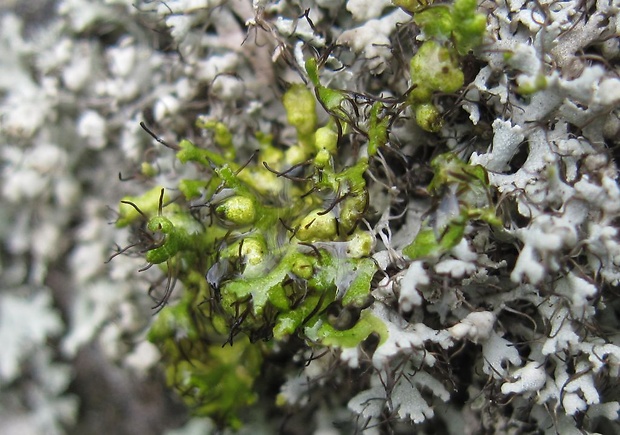 fyscia brvitá Physcia adscendens (Fr.) H. Olivier