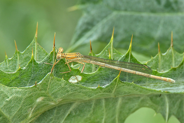 šidielko ploskonohé - samica Platycnemis pennipes