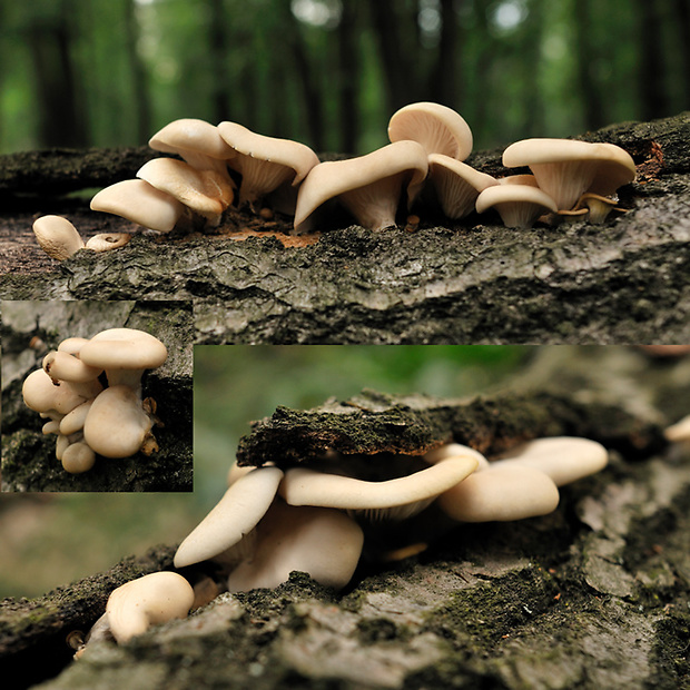 hliva buková Pleurotus pulmonarius (Fr.) Quél.