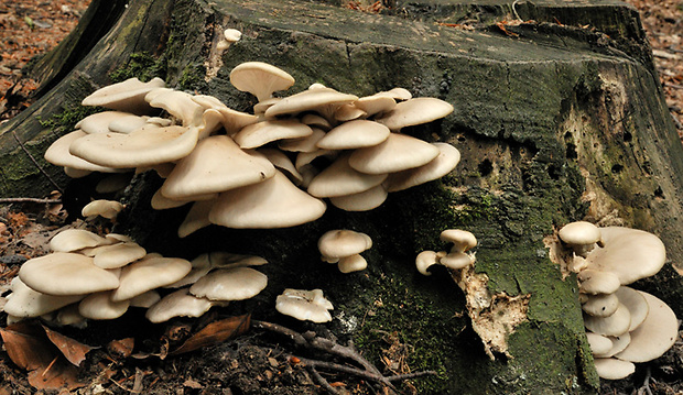 hliva buková Pleurotus pulmonarius (Fr.) Quél.