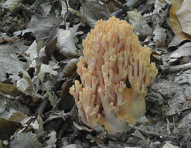 strapačka lososovoružová Ramaria subbotrytis (Coker) Corner