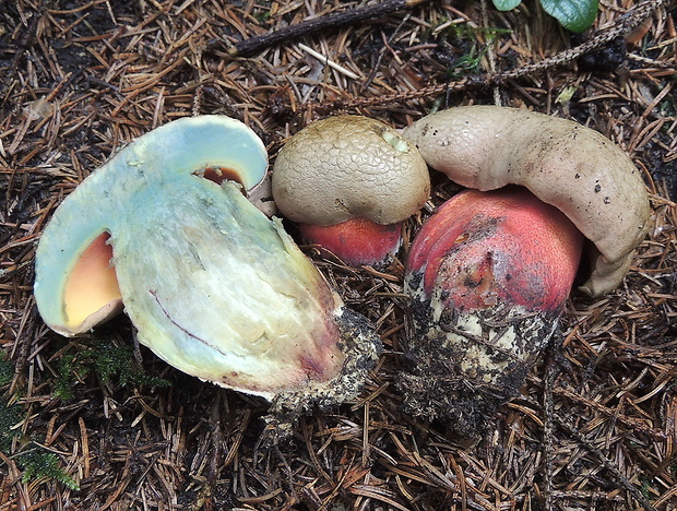 hríb úhľadný horský Rubroboletus rubrosanguineus (Cheype) Kuan Zhao & Zhu L. Yang