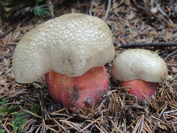 hríb úhľadný horský Rubroboletus rubrosanguineus (Cheype) Kuan Zhao & Zhu L. Yang