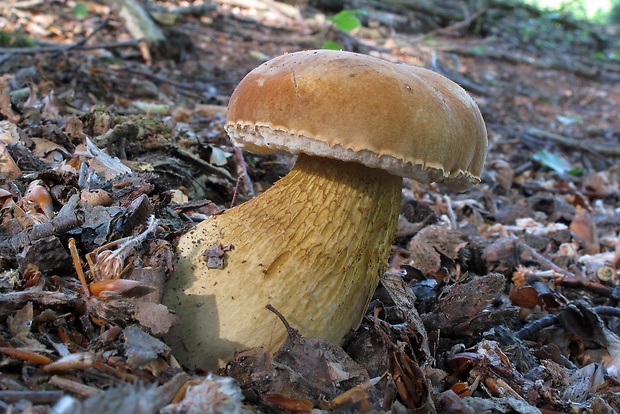 podhríb žlčový Tylopilus felleus (Bull.) P. Karst.