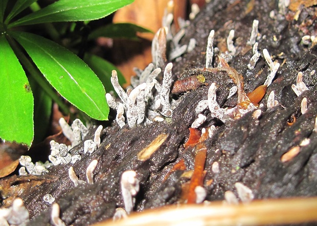 drevnatec Xylaria sp.