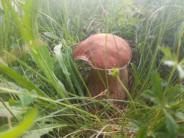 hríb dubový Boletus reticulatus Schaeff.