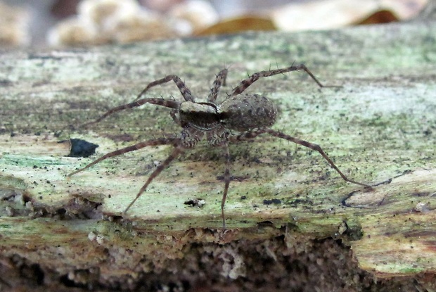 pokoutník nálevkovitý (cz) Agelena labyrinthica Clerck , 1757