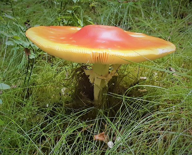 muchotrávka červená Amanita muscaria (L.) Lam.