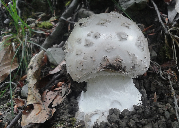 muchotrávka šiškovitá  Amanita strobiliformis Gonn. & Rabenh.