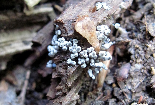 mištička Arcyria sp.