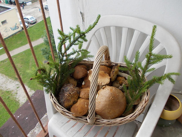 hríb dubový Boletus reticulatus Schaeff.