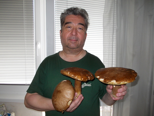 hríb dubový Boletus reticulatus Schaeff.