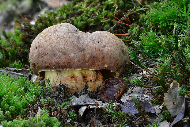 hríb príveskatý Butyriboletus appendiculatus (Schaeff. ex Fr.) Secr.