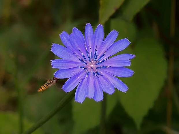 čakanka obyčajná Cichorium intybus L.