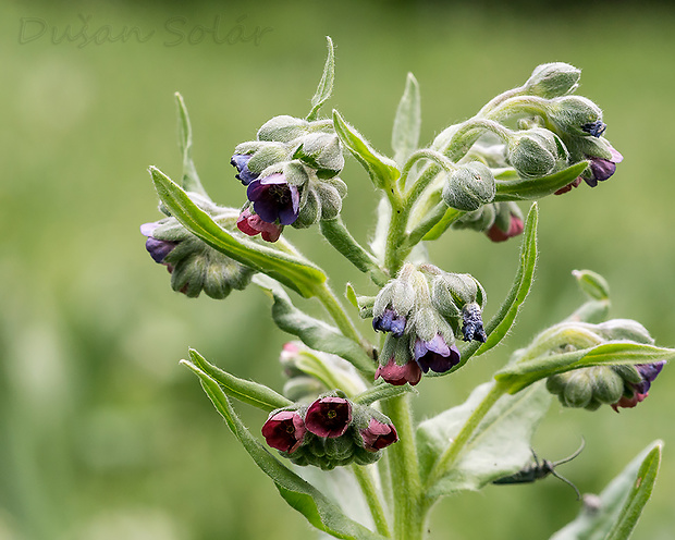 psojazyk uhorský Cynoglossum hungaricum Simonk.