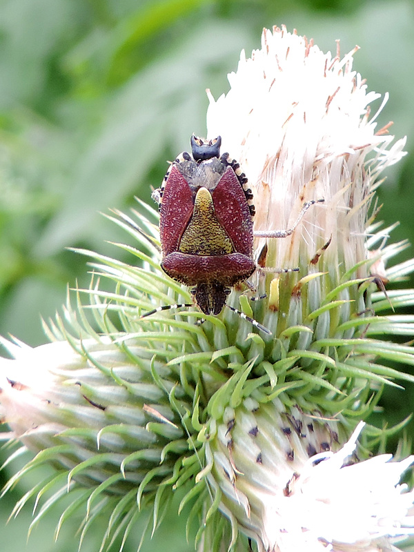 bzdocha obyčajná / kněžice chlupatá Dolycoris baccarum Linnaeus, 1758