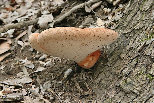 pečeňovec dubový Fistulina hepatica (Schaeff.) With.