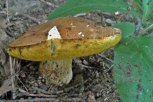 hríb plavý Hemileccinum impolitum (Fr.) Šutara