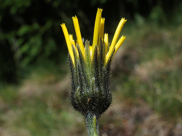 jastrabník pochmúrny Hieracium stygium Uechtr.