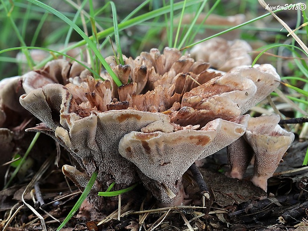 jelenkovka výrastková Hydnellum scrobiculatum (Fr.) P. Karst.