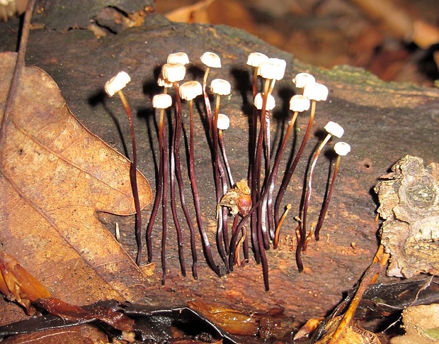 tanečnica Marasmius sp.