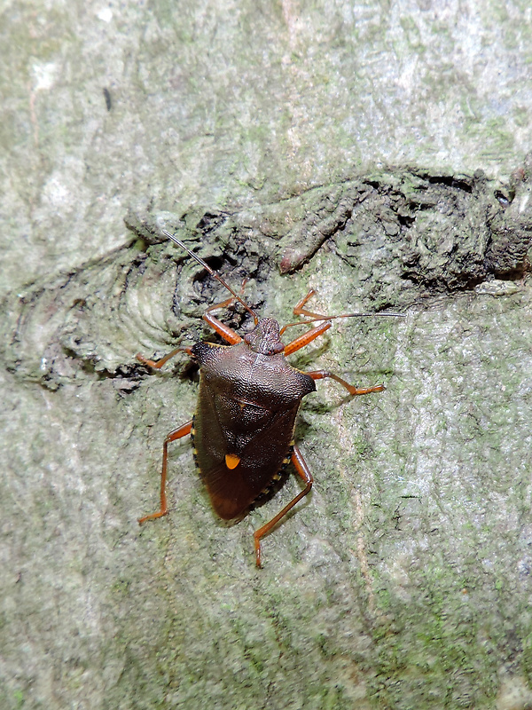 bzdocha červenonohá / kněžice rudonohá Pentatoma rufipes Linnaeus, 1758