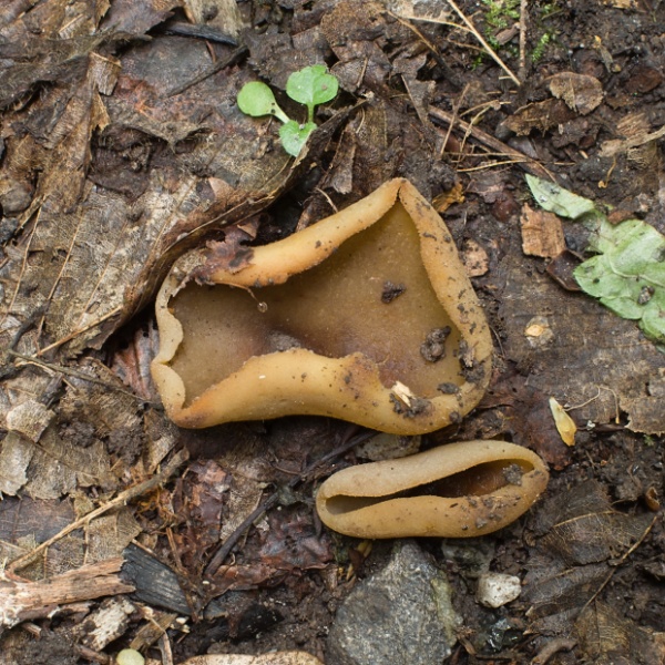 čiaška Peziza sp.