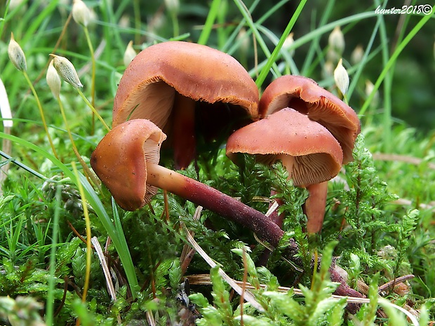 koreňovica škoricovohnedá Phaeocollybia christinae (Fr.) R. Heim