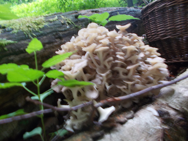 trúdnik klobúčkatý Polyporus umbellatus (Pers.) Fr.