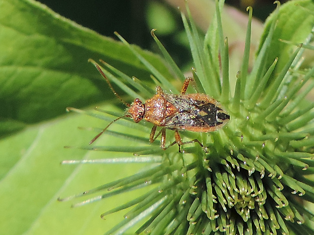 obrubnica / vroubenkovka tečkovaná Rhopalus parumpunctatus Schilling, 1829