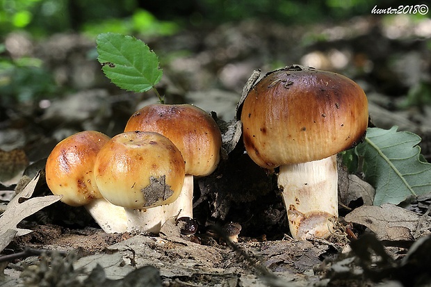 plávka smradľavá Russula foetens Pers.