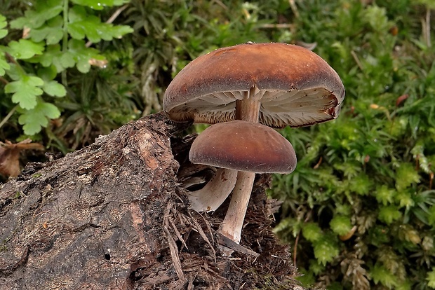 smeťovička veľká Simocybe sumptuosa (P.D. Orton) Singer