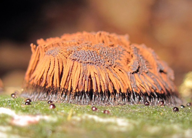 pazderka Stemonitis sp.