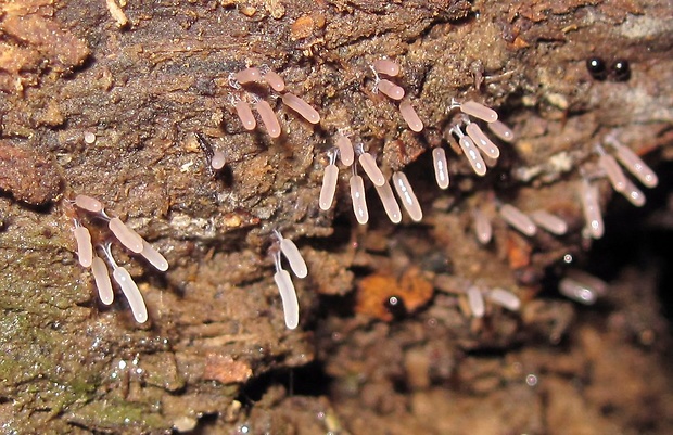 pazderka? Stemonitopsis sp.