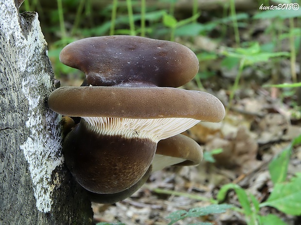 čechračka tmavohlúbiková Tapinella atrotomentosa (Batsch) Šutara