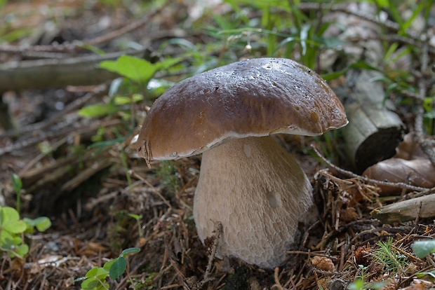 hríb smrekový Boletus edulis Bull.