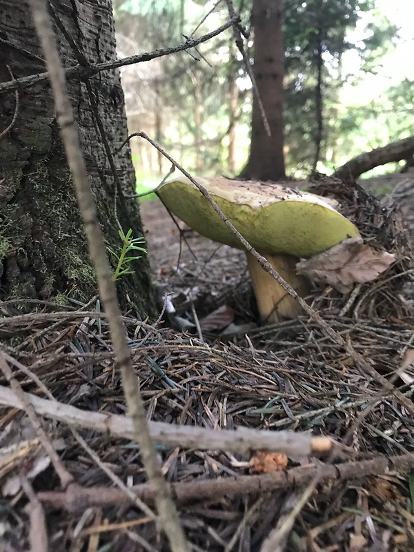 hríb smrekový Boletus edulis Bull.