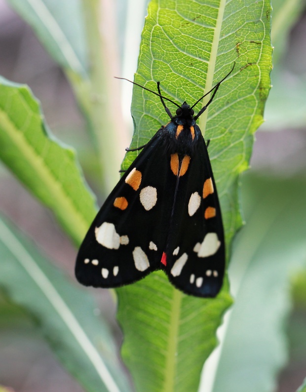 spriadač hluchavkový   Callimorpha dominula