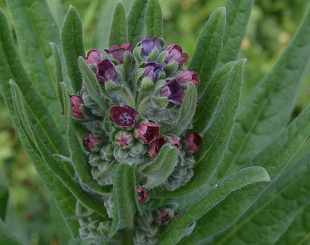 psojazyk lekársky Cynoglossum officinale L.