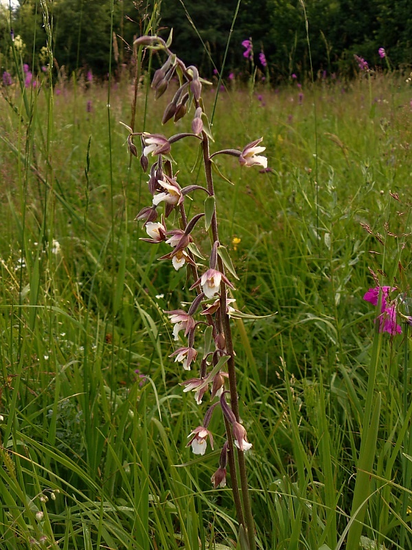 kruštík močiarny Epipactis palustris (L.) Crantz