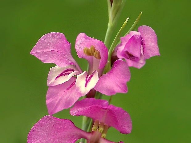 mečík škridlicovitý Gladiolus imbricatus L.