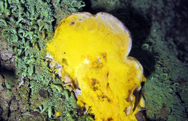 hubožer zlatožltý Hypomyces chrysospermus Tul. & C. Tul.