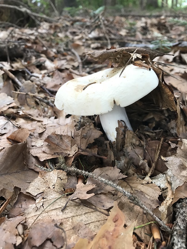 rýdzik korenistý Lactarius piperatus (L.) Pers.