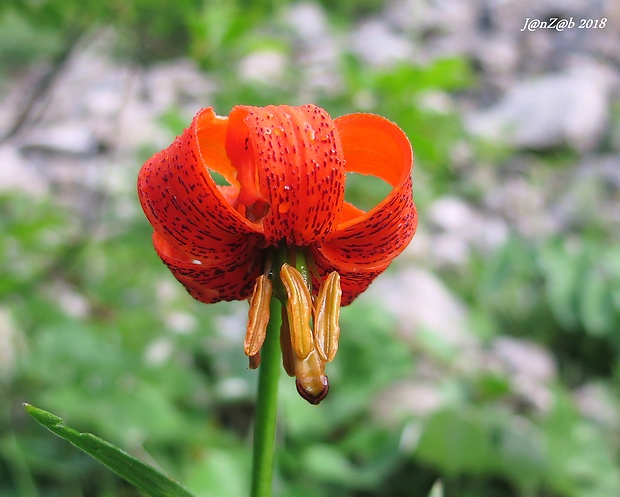 ľalia kránska Lilium carniolicum  Bernh. ex W. D. J. Koch