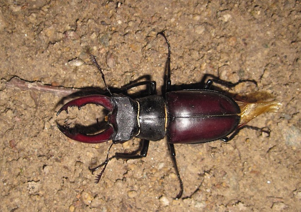 roháč veľký Lucanus cervus Linnaeus, 1758