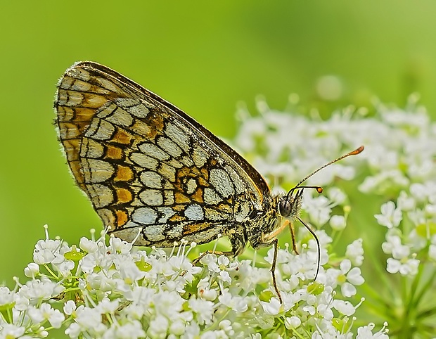 hnedáčik skorocelový Melitaea athalia